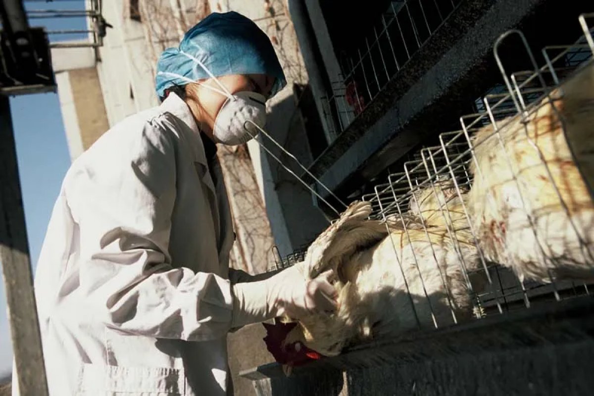 Dois novos casos de gripe aviária em aves silvestres são registradas no Brasil