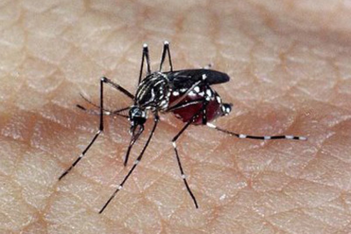 Saúde destinará R$ 1,5 bi a estados e municípios para apoio no combate à dengue