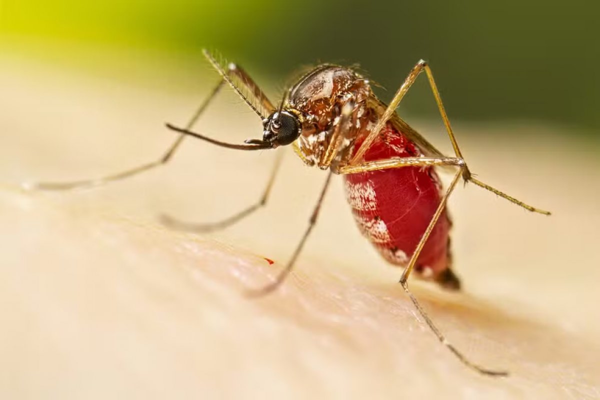 Bahia registra duas mortes por dengue em 2024, diz Sesab