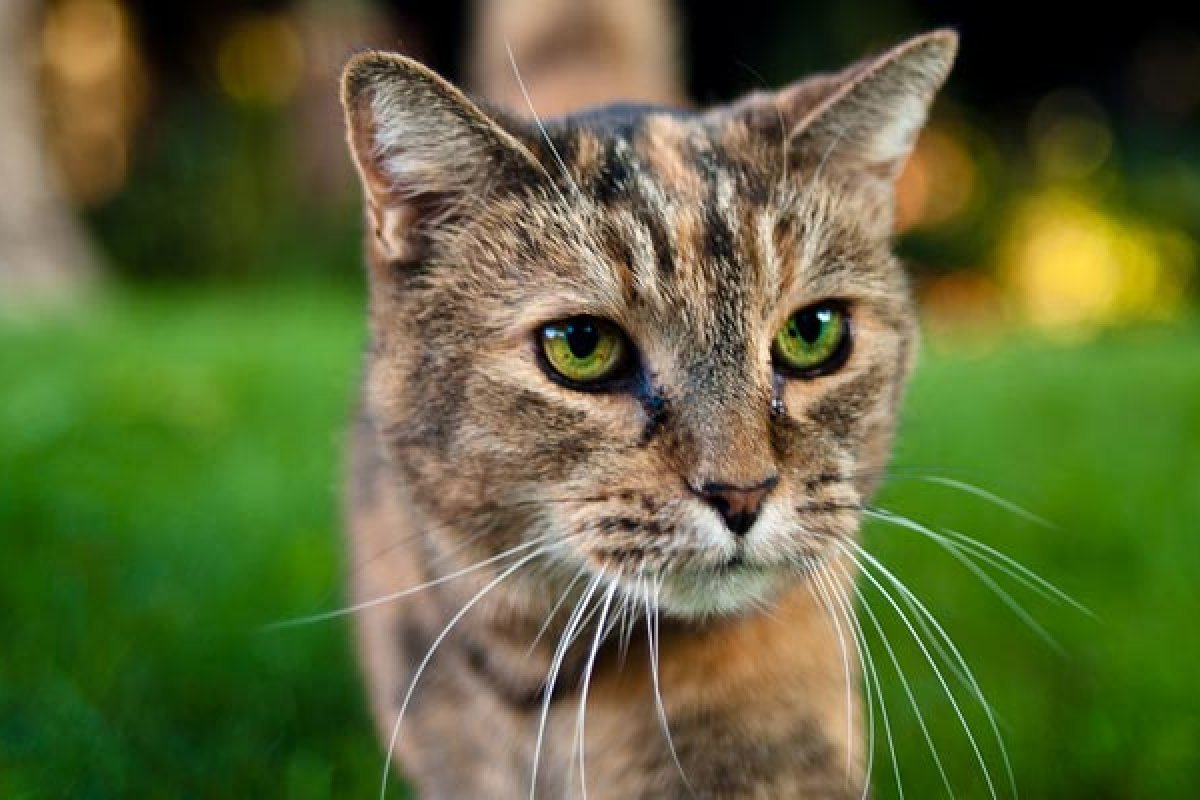 Gatos: curiosidades e cuidados para preservar a saúde dos felinos! 