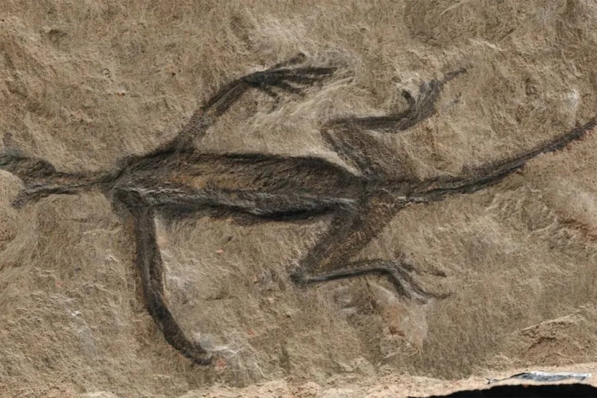 Fóssil de lagarto famoso é na verdade apenas tinta, afirmam os pesquisadores