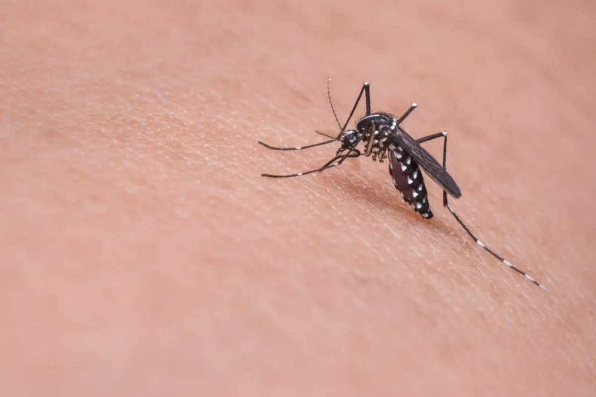 MP recomenda medidas de prevenção à dengue, zika e chikungunya em Jacaraci