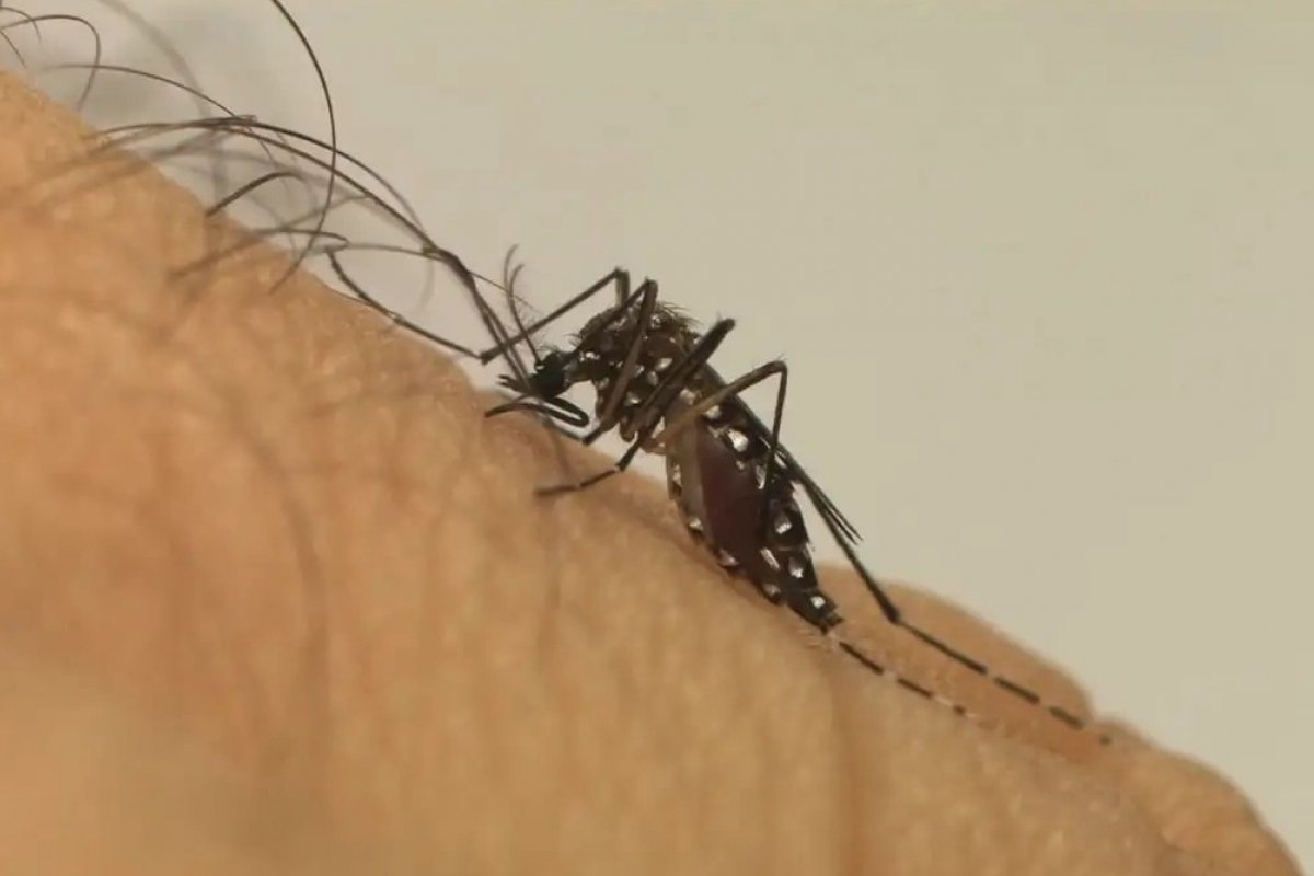 Ministério da Saúde quer mobilização contra a dengue em escolas a partir de março