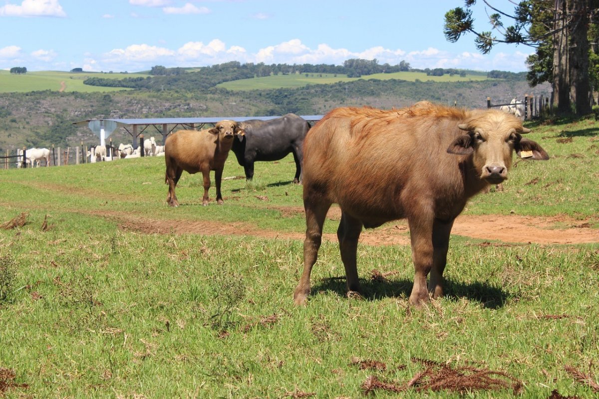 Com 8,91 milhões de toneladas de carne bovina, Brasil bate recorde em 2023