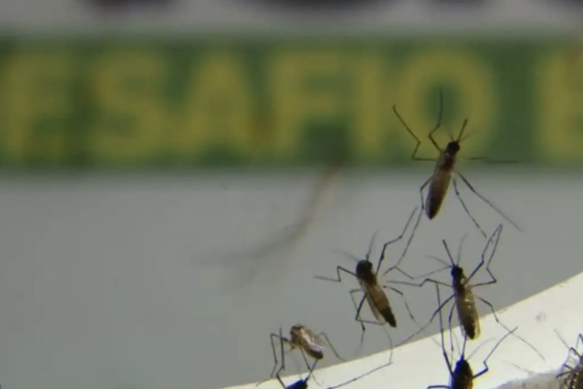 Brasil se aproxima de 1 milhão de casos de dengue em 2024