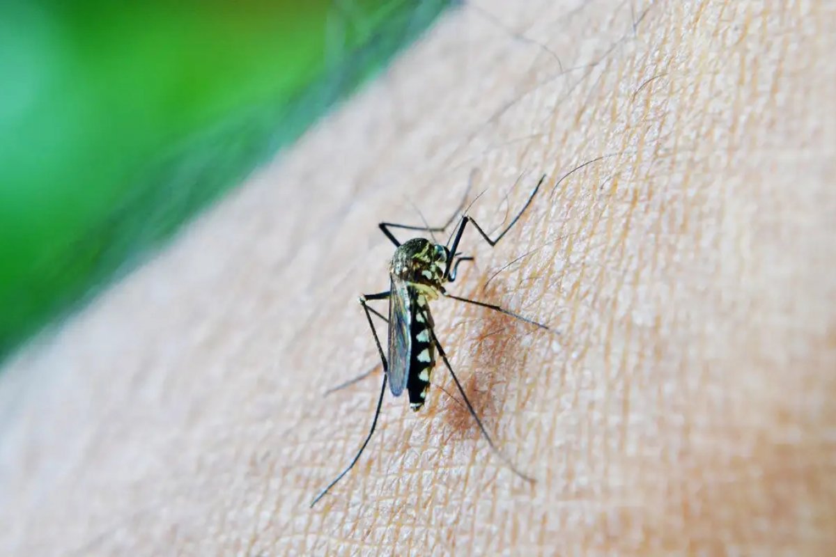 Saúde vai permitir ampliação da vacina da dengue para 10 a 14 anos