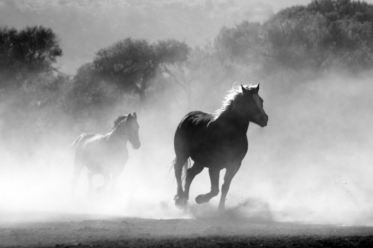 Treinador de cavalos é banido por 5 anos por abaixar as calças de oficial