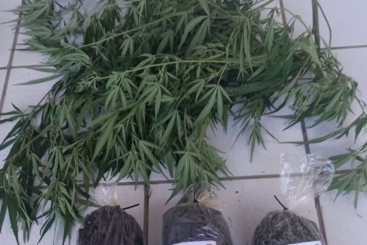 PM apreende mais de 2 mil kg de maconha em Uibaí, Bahia 