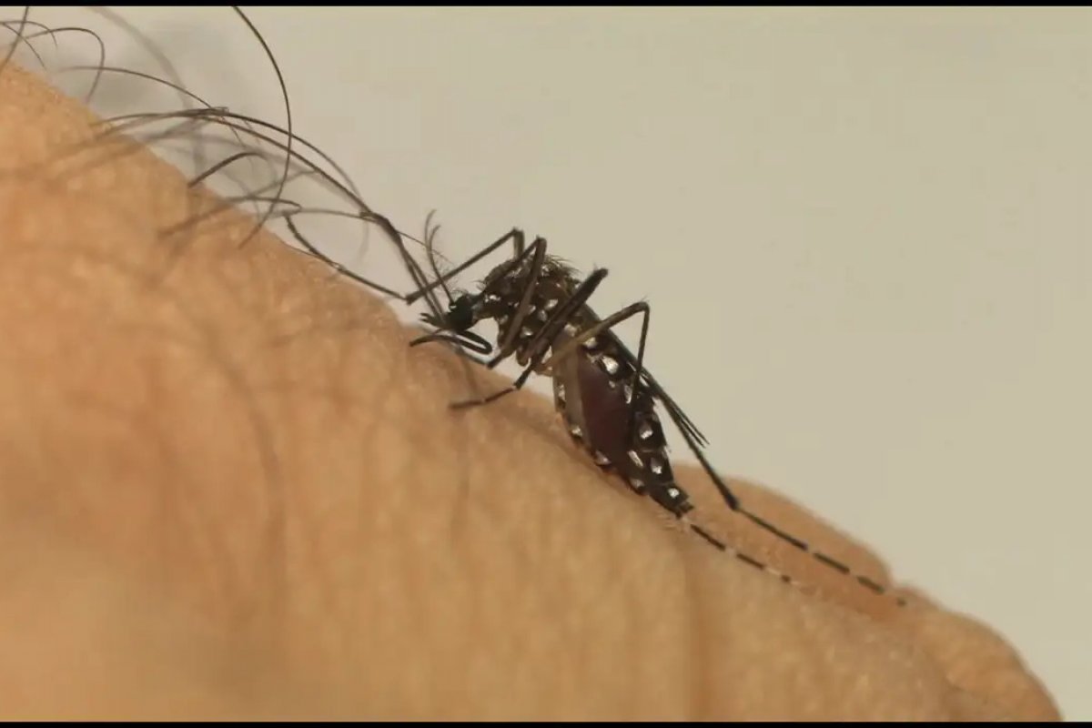 Brasil já registrou 329 mortes por dengue em 2024