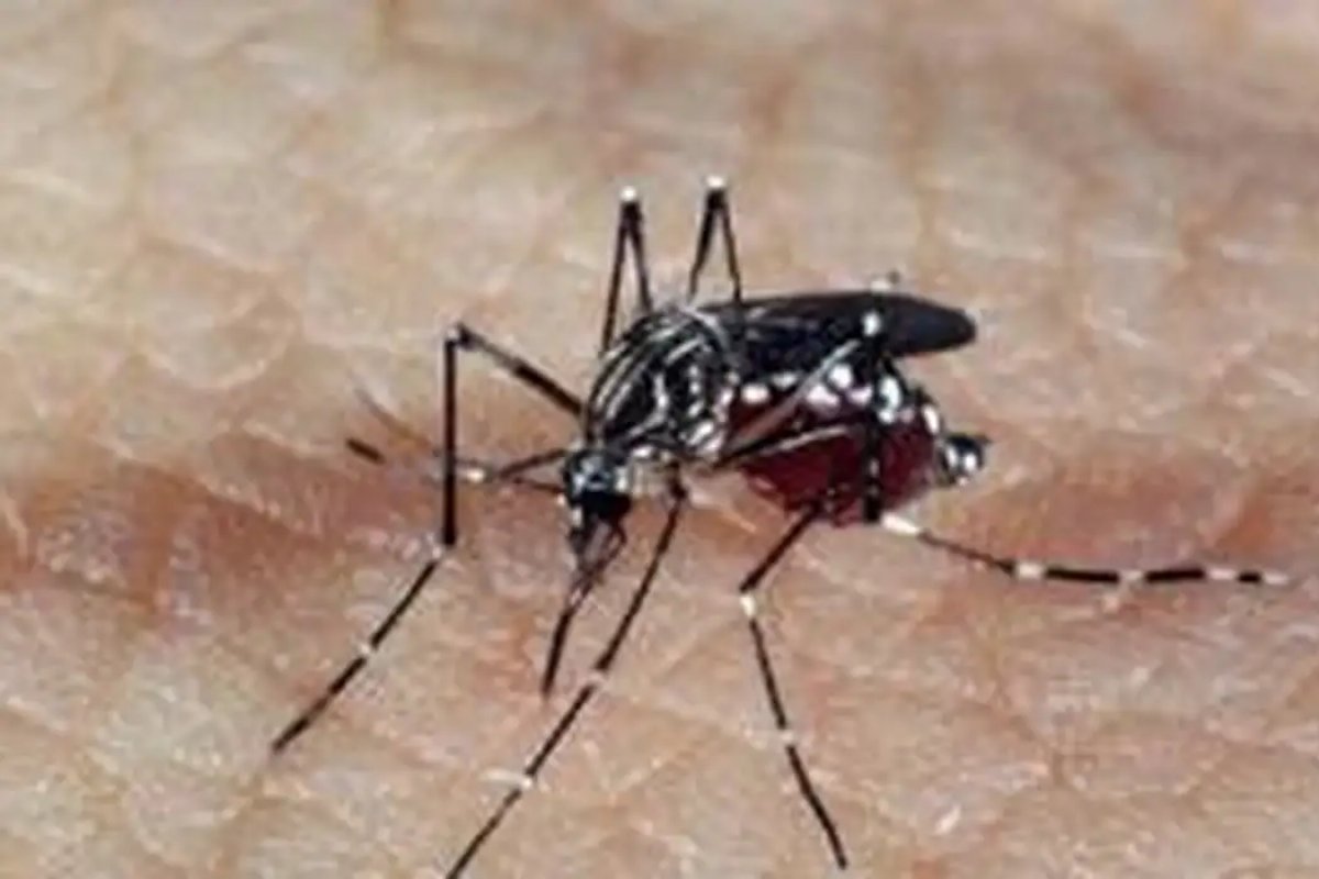 Casos suspeitos de síndrome da zika crescem em 2023, aponta levantamento