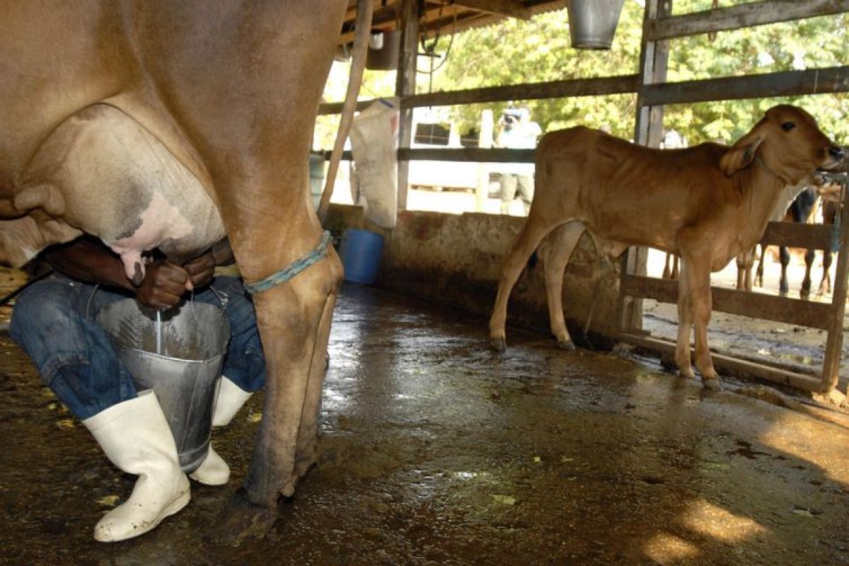 Produção baiana de leite cresce no primeiro trimestre
