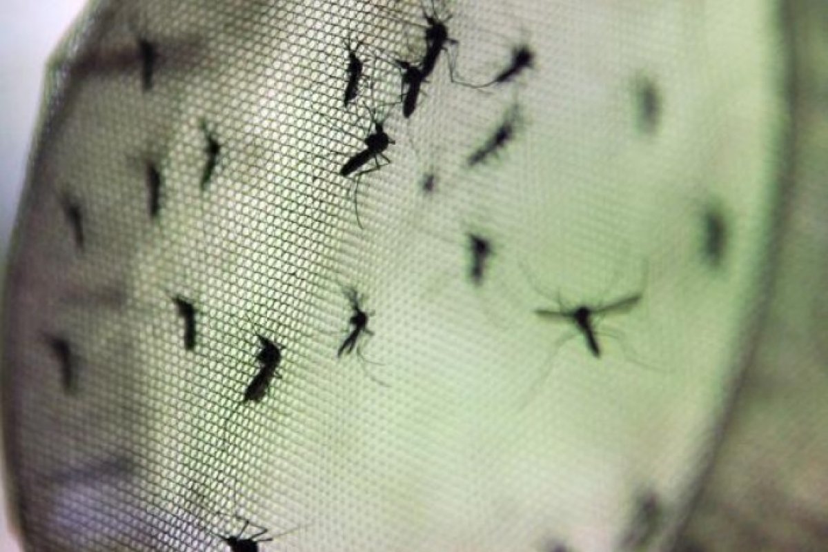 Brasil atinge marca de 630 mortes por dengue e se aproxima de 2 milhões de casos confirmados