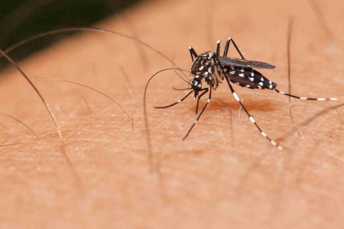 Casos de dengue aumentaram 488% no Brasil