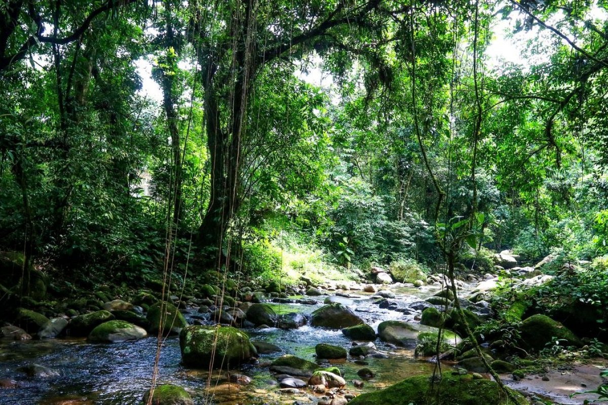 Rios da mata atlântica têm leve melhora na qualidade da água, aponta estudo