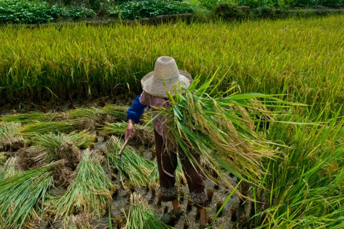  Lucros anuais do trabalho forçado chegam a US$ 236 bilhões ao ano, aponta OIT