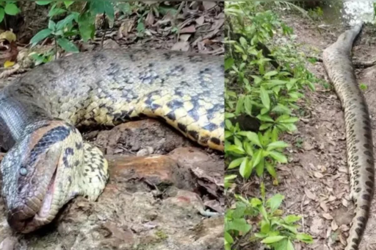 Sucuri gigante é encontrada morta em Bonito (MS)