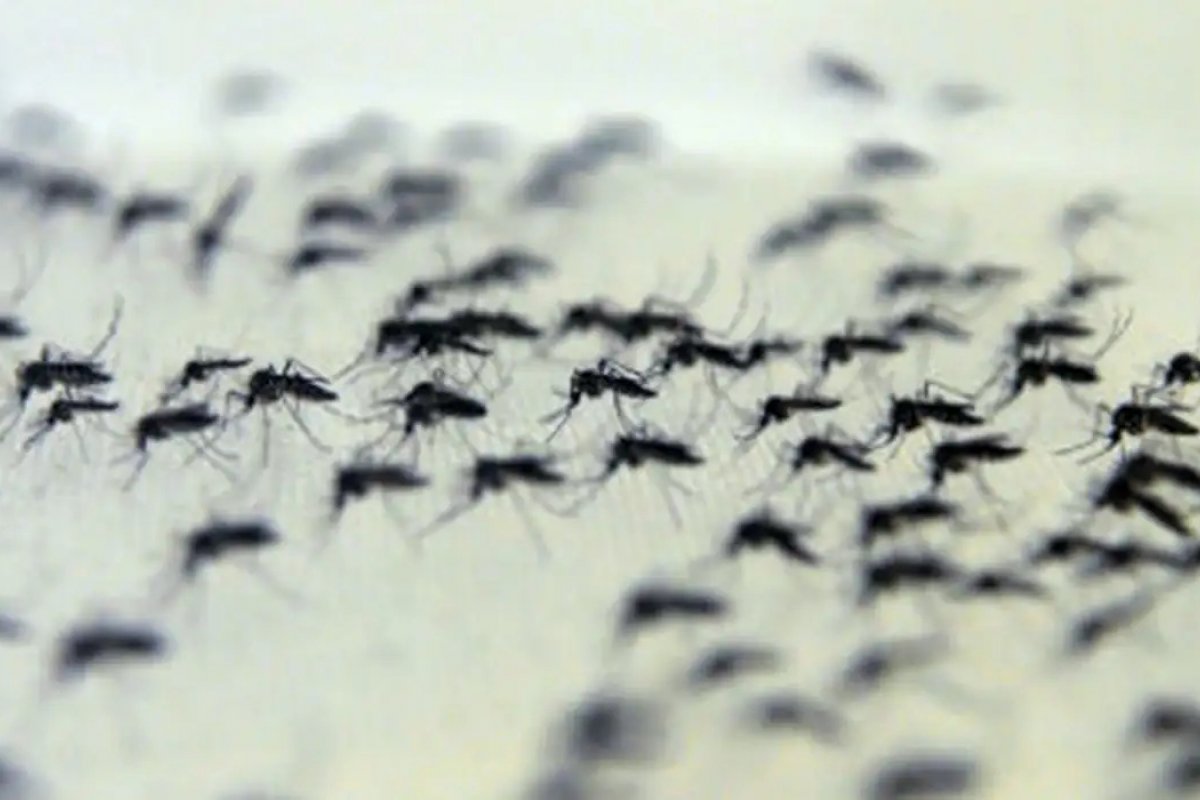 Mais de 800 mortes por dengue em 2024 no Brasil