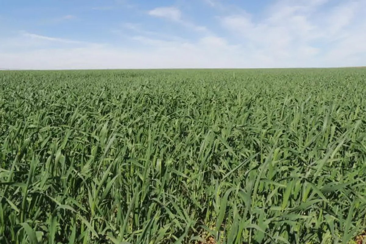 Redução nos preços faz PIB do agro retroceder 2,99% em 2023, diz levantamento