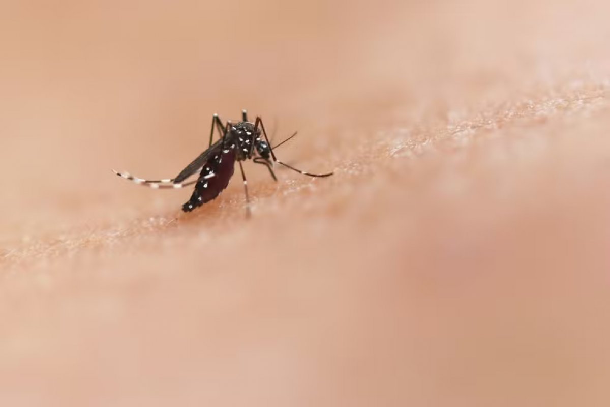 Dengue: Norte, Centro-Oeste e Sudeste têm desaceleração de casos