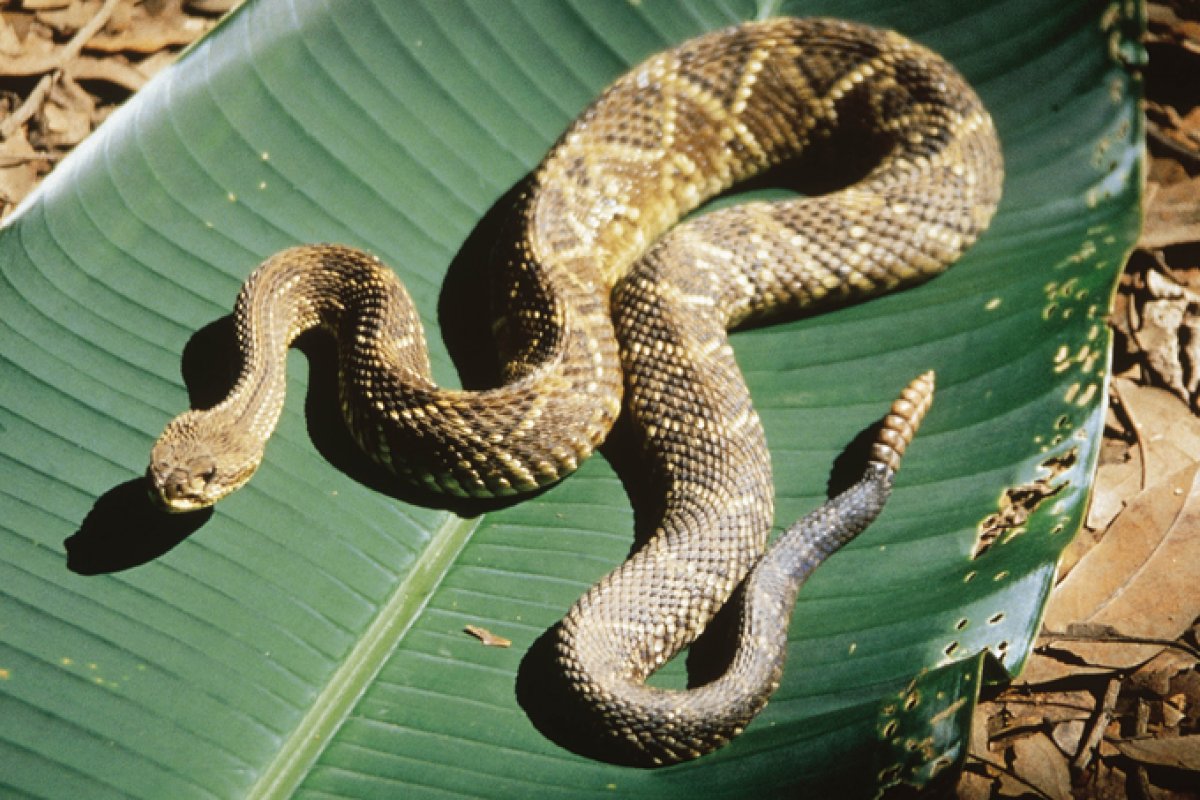Veneno da cobra cascavel tem potencial terapêutico no tratamento contra o câncer 