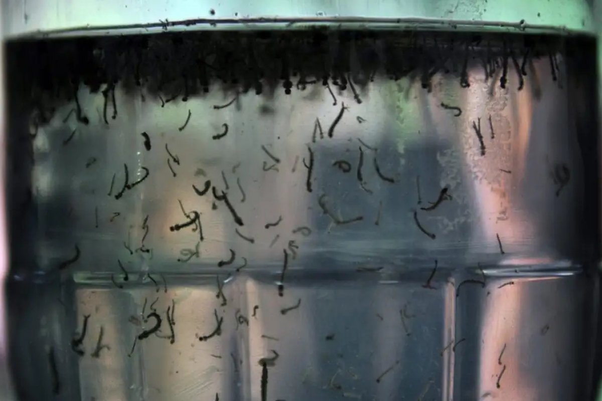 Dengue: Sobe para 23 o número de mortes na Bahia