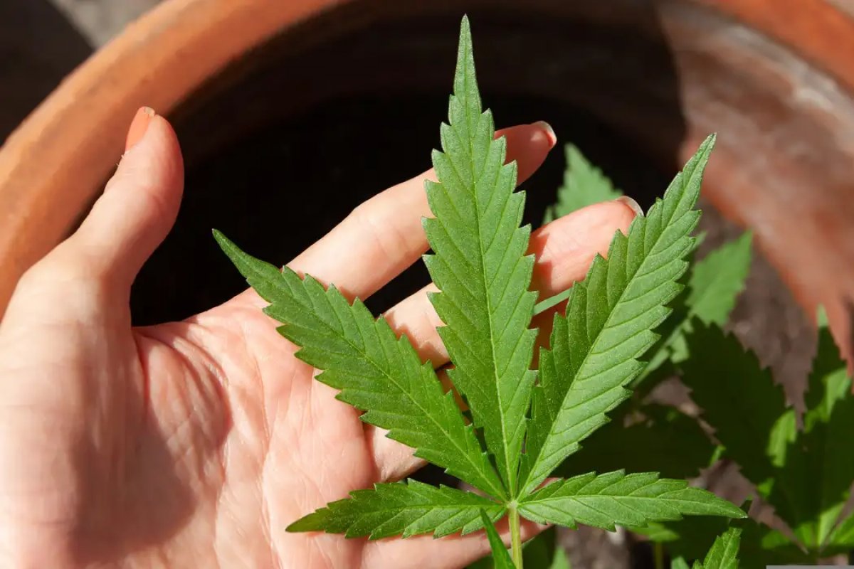 Alemanha legaliza uso recreativo da maconha; veja o que muda com novas regras