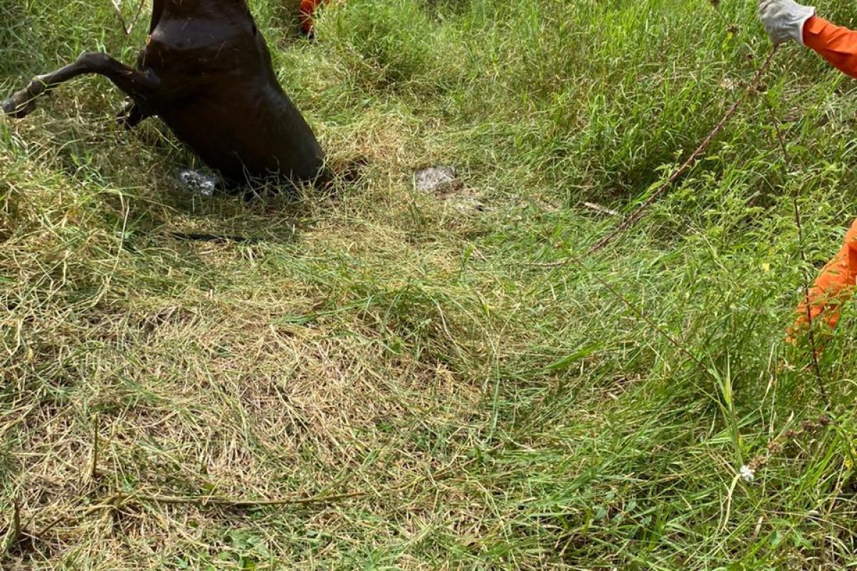 Cavalo é resgatado de fossa em Barreiras 