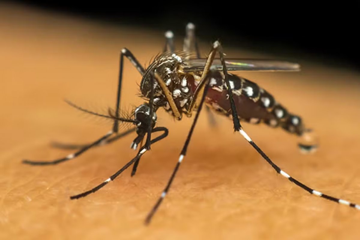 Bahia confirma mais quatro mortes em decorrência da dengue