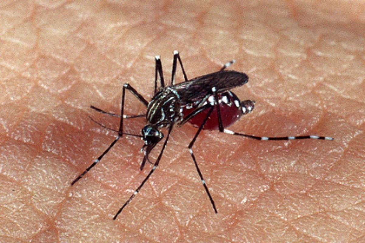 Dengue: mês de Março de 2024 bate recorde ao registrar 665 mortes 