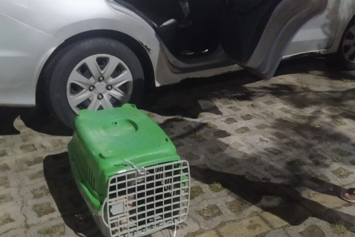 Três pessoas são detidas após serem flagradas abandonando gatos em Piatã