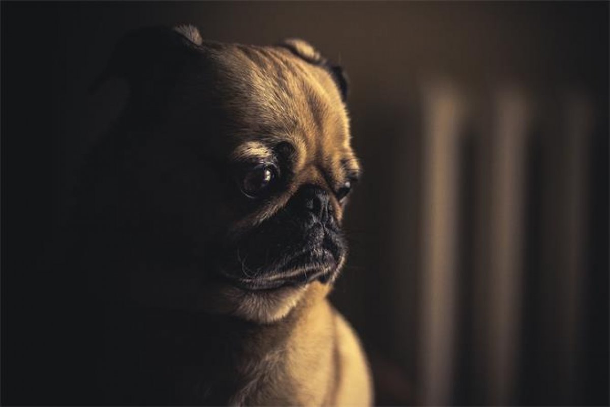 Cães e gatos também podem sofrer com depressão 