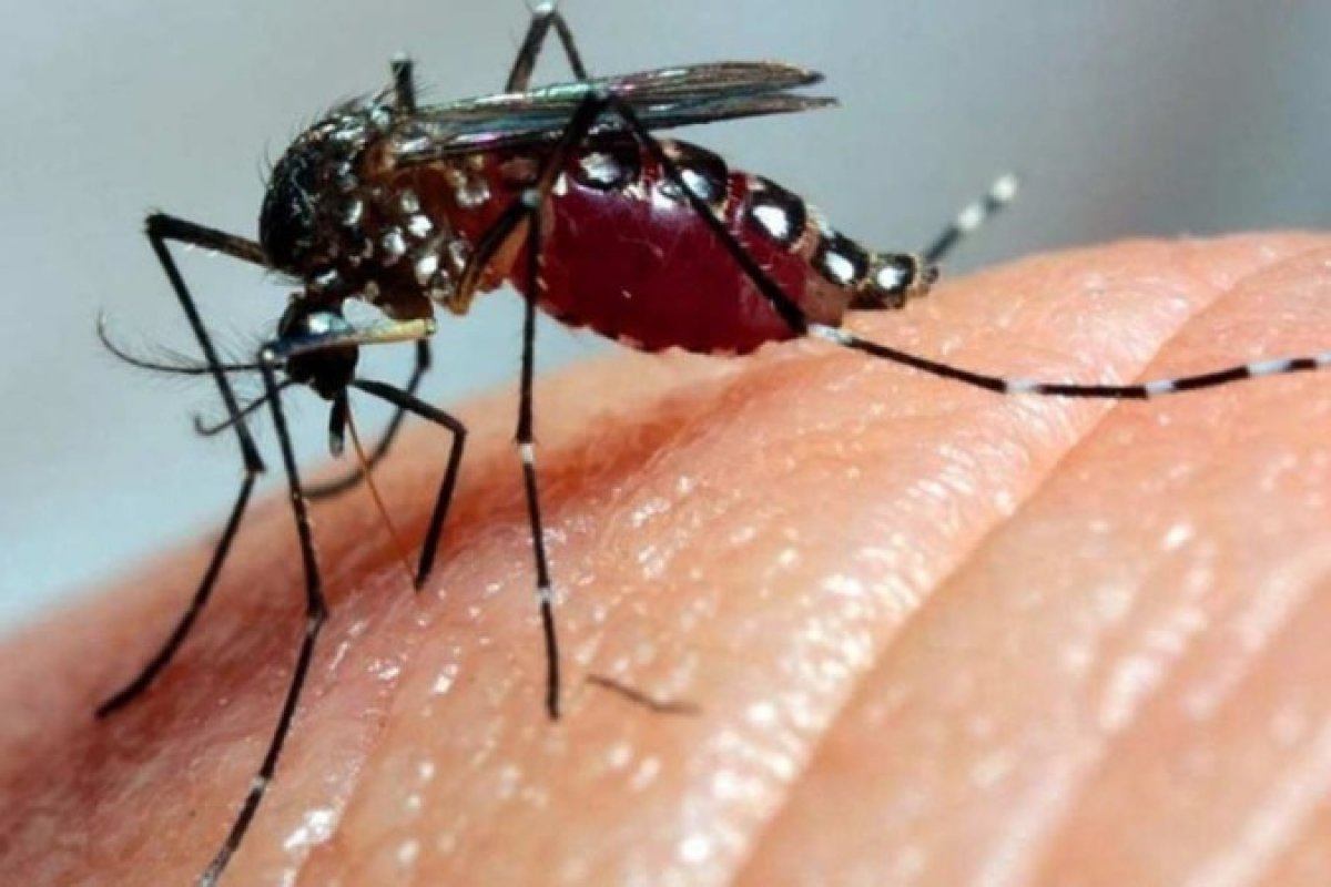 Brasil ultrapassa 2,9 milhões casos prováveis de dengue