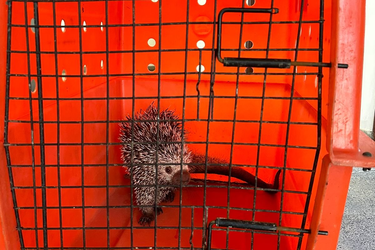 Porco-espinho é regatado por bombeiros de Senhor do Bonfim 