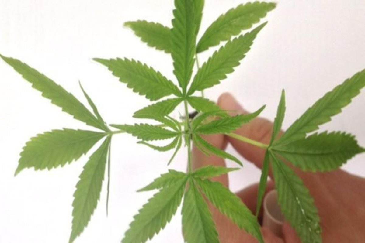 Pesquisa revela que uso de maconha piora quadro de pacientes dependentes de cocaína