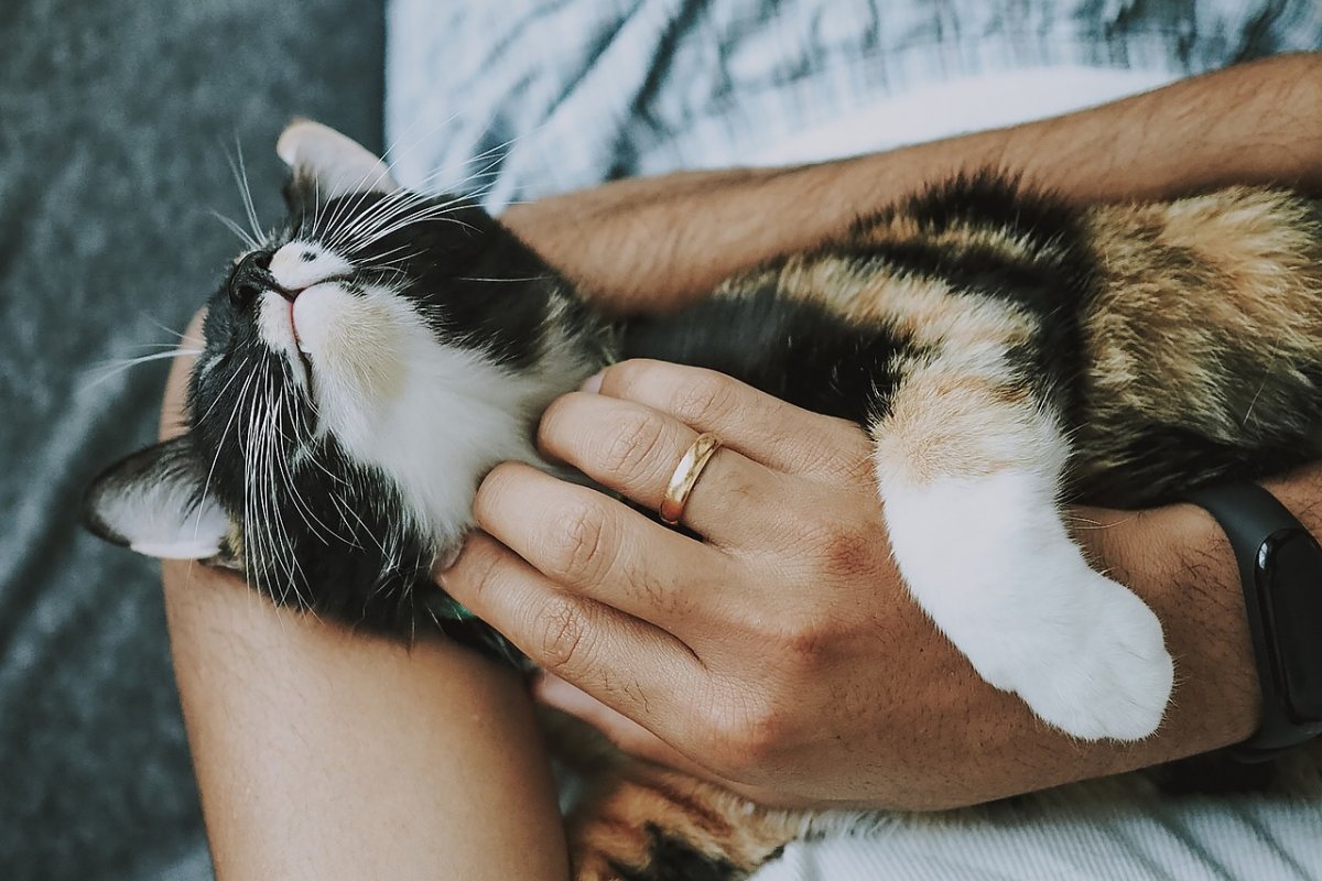 Brasileiros gastam até R$ 200 por mês com animais de estimação 