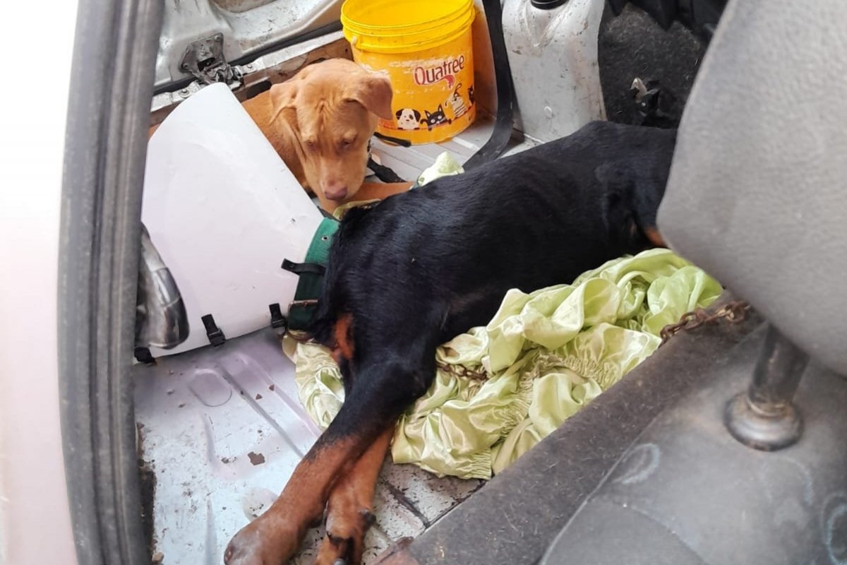 Cachorros abandonados dentro de carro são resgatados por bombeiros em Salvador 