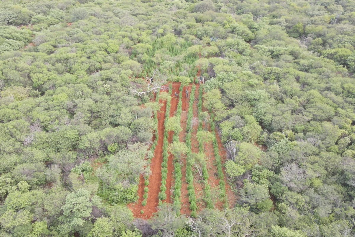 Vídeo: PM e PF desmontam plantação que geraria 1 tonelada de maconha