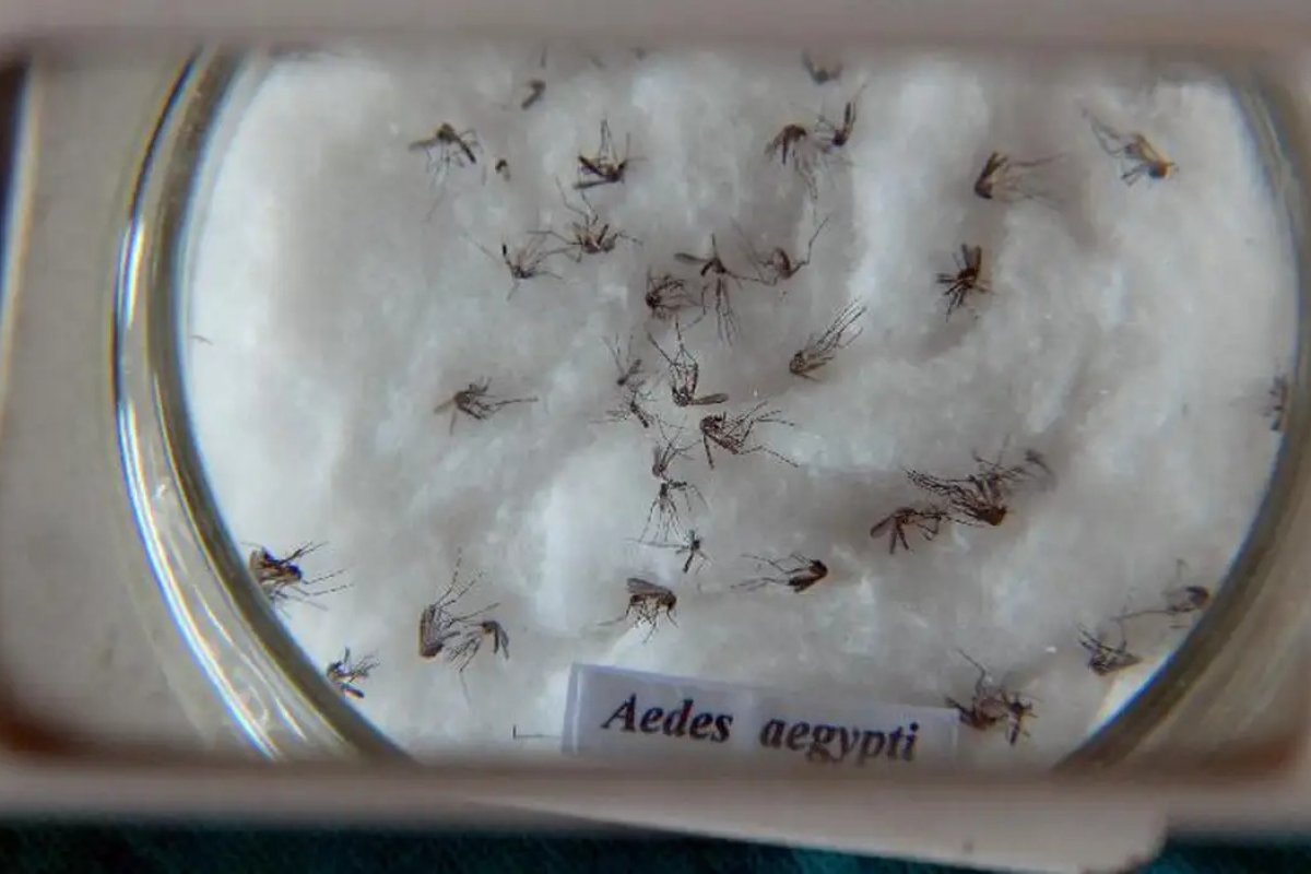 Brasil confirma cerca de 1.600 mortes por dengue em 2024