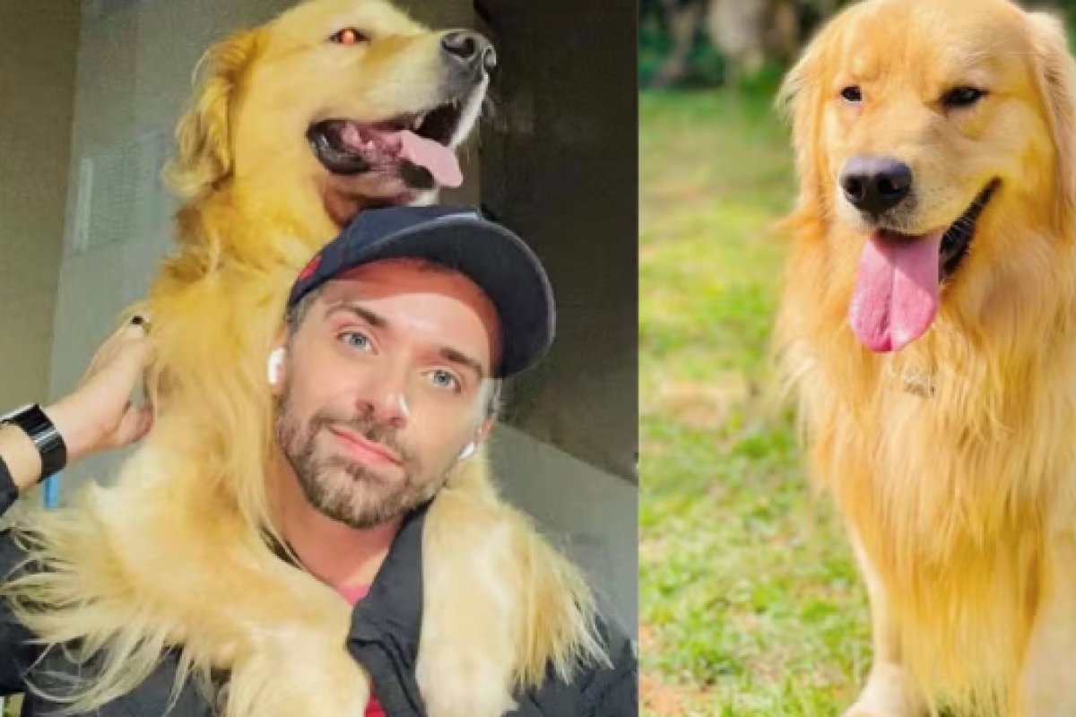 Cachorro morre após falha de transporte aéreo da Gol; Animal foi deslocado para o destino errado 