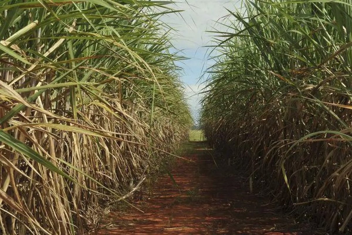 Brasil deve ter queda de 3,8% na produção de cana-de-açúcar, aponta levantamento