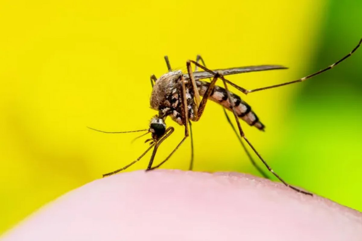Número de mortes por dengue sobe para 49 na Bahia