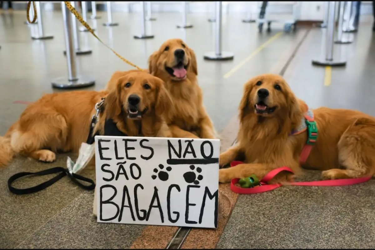 Anac realizará consulta e audiência públicas sobre transporte aéreo de animais