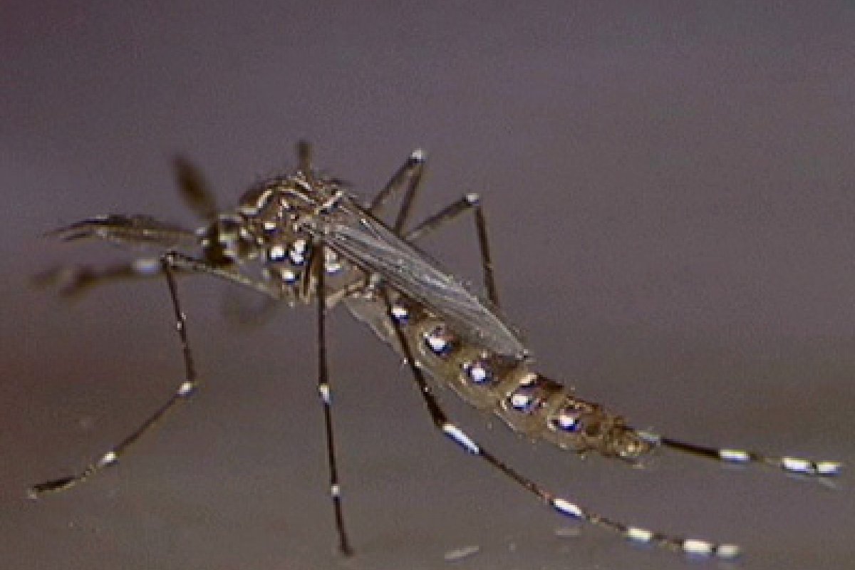 Brasil registra 1.888 mortes por dengue e 3,9 milhões de casos prováveis
