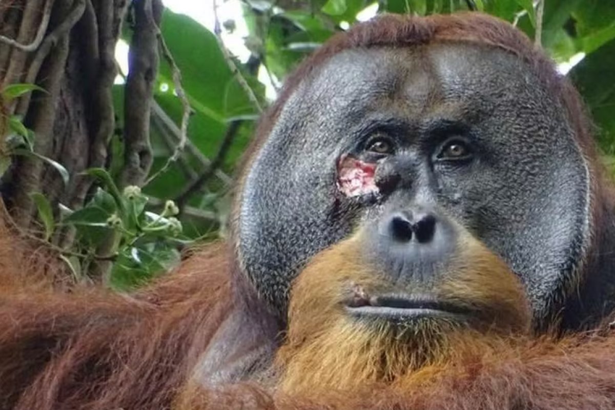 Orangotango é visto usando planta medicinal para curar ferida no rosto 