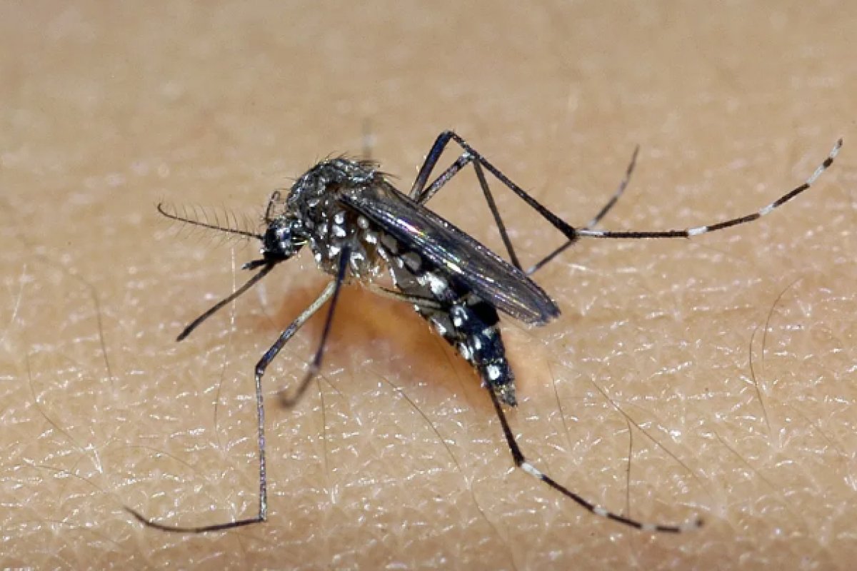 Bahia alcança a marca de 59 mortes por dengue