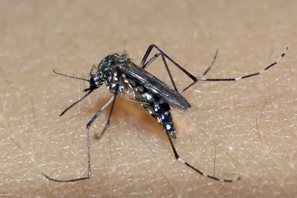 Cenário da Dengue na Bahia tem tendência de queda