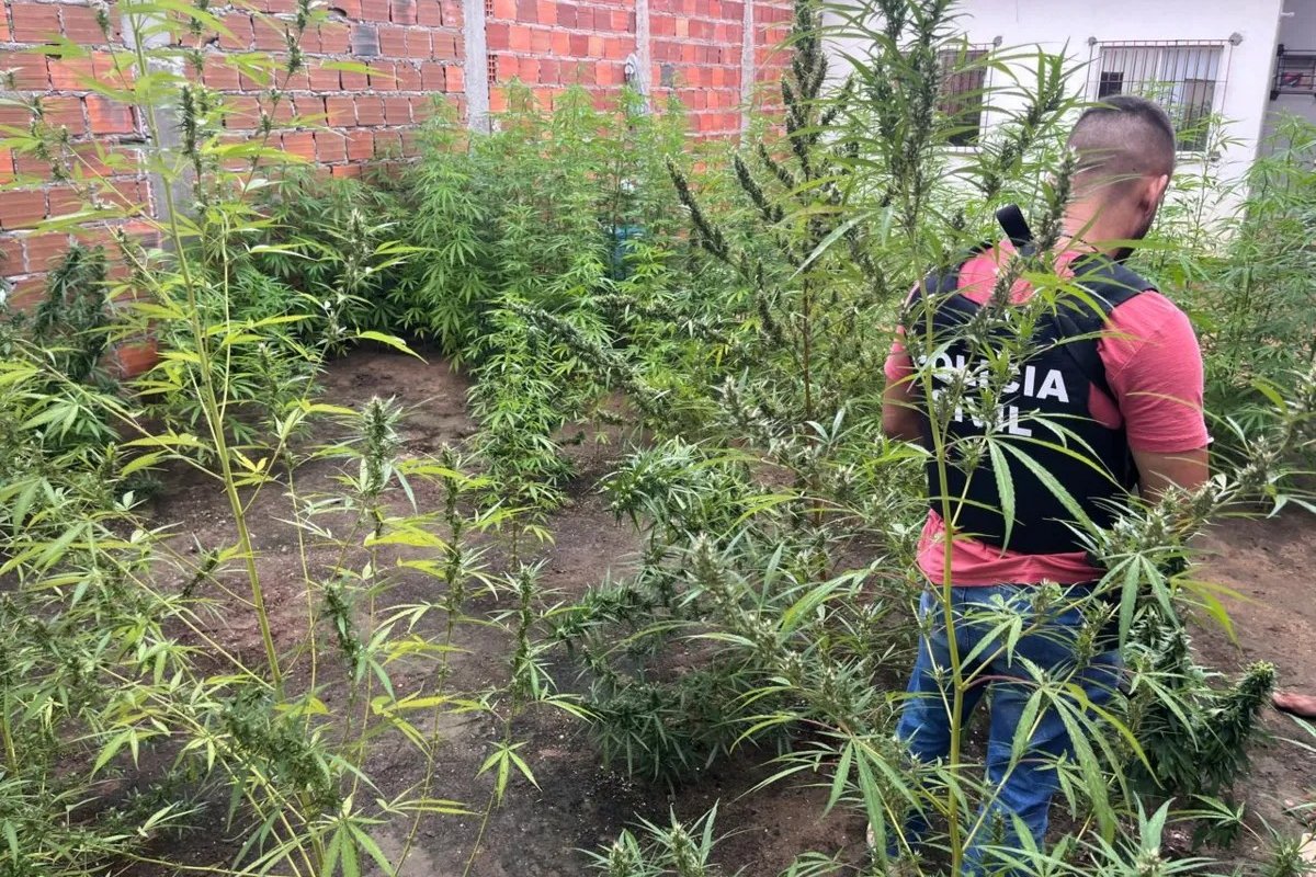 Homem é preso em plantação de maconha com 250 pés em Feira de Santana