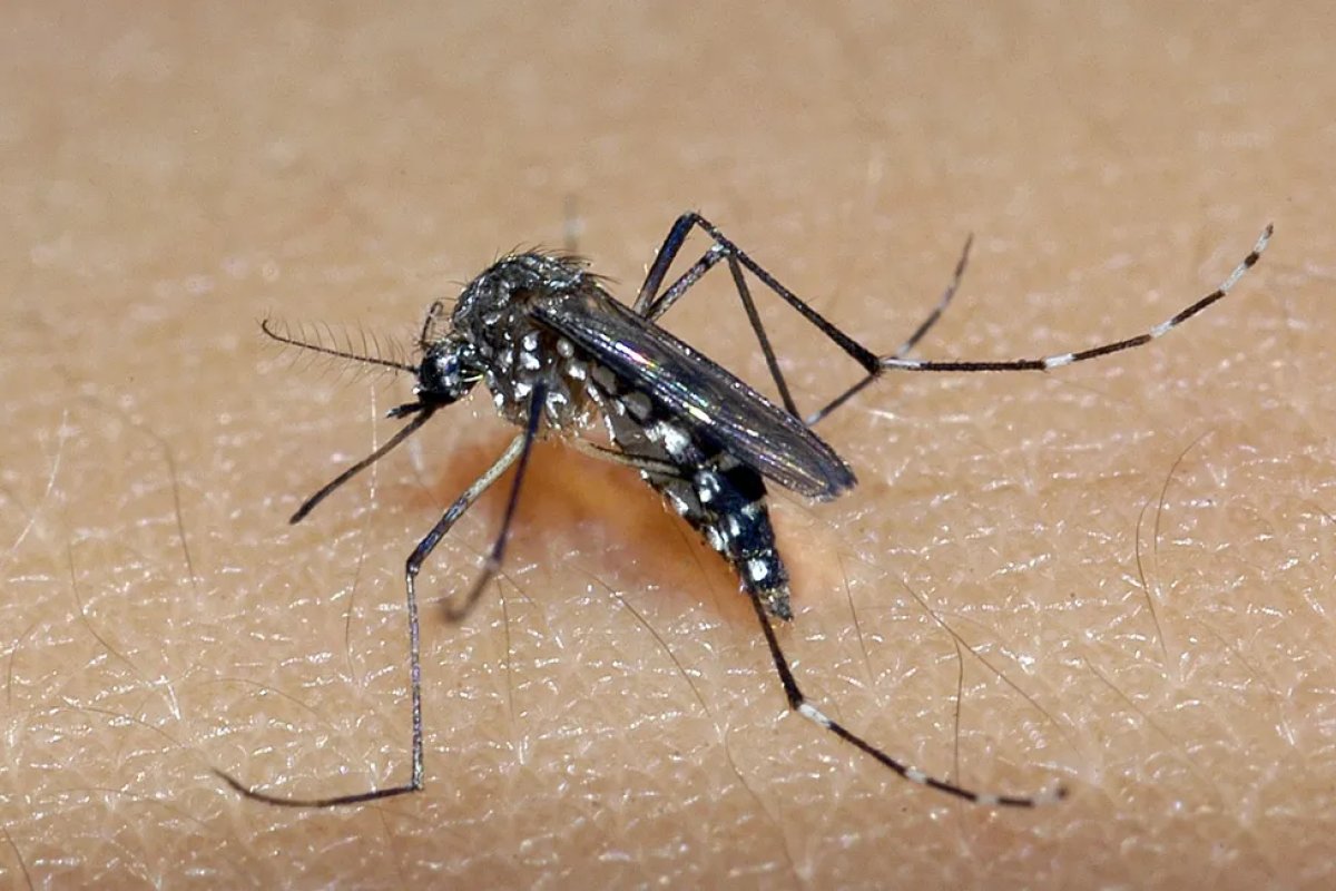 Sobe para 64 o número de mortes por dengue ocorridas em 2024 na Bahia
