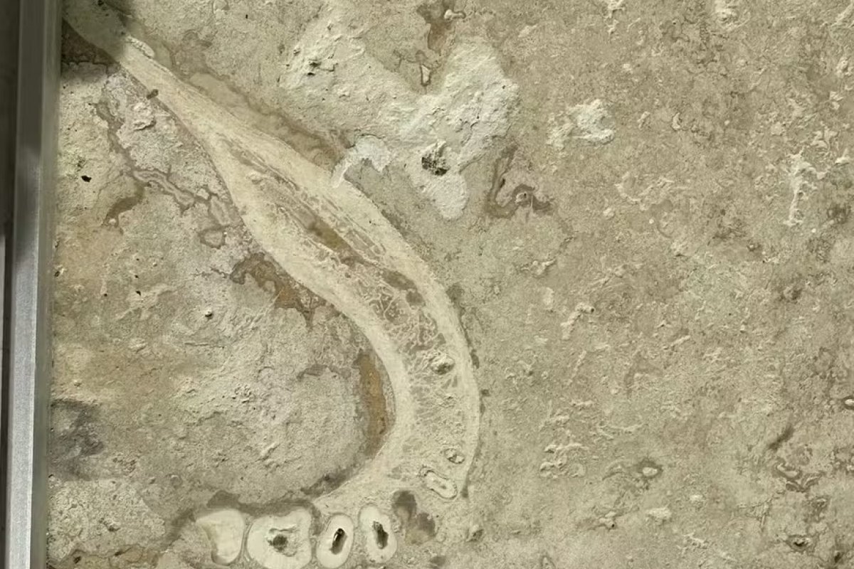 Dentista descobre mandíbula no piso da casa dos pais