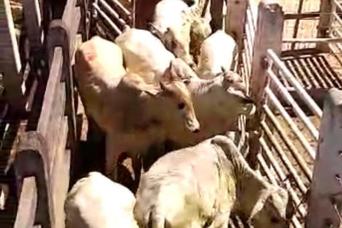 Duas pessoas são presas por furto de animais avaliados em R$ 60 mil